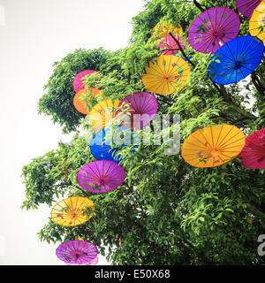 Ölpapier-Schirm in einem Baum hing Stockfoto