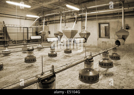 Geflügelfarm Stockfoto