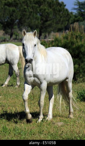 Pferde in der Camargue, Frankreich Stockfoto