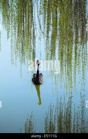 Weidenruten und schwarzer Schwan Stockfoto