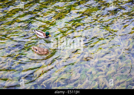 zwei Enten auf dem Kristall klar See Stockfoto