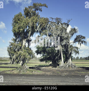 Eichen und spanischem Moos Stockfoto