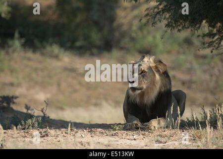 Schwarze Mähne Löwe (Panthera Leo), Kgalagadi, Südafrika Stockfoto