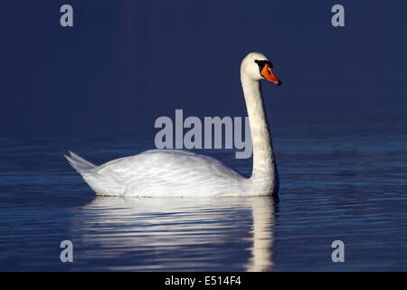 Höckerschwan auf dem Wasser Stockfoto