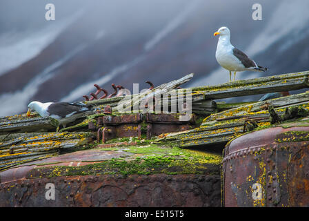 Walfänger Basis Deception Island, Antarktis Stockfoto