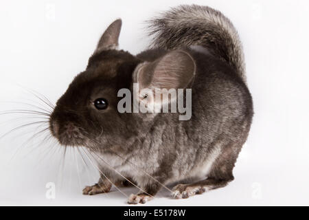 Chinchilla sitzen auf weißem Hintergrund Stockfoto