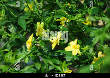 Chinesische jasmin Stockfoto