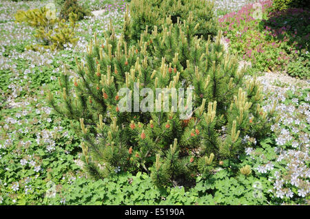 Zwerg-Bergkiefer Stockfoto