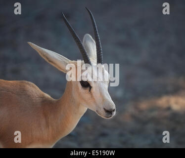 Gazelle. Arabian Wildlife im natürlichen Lebensraum Stockfoto