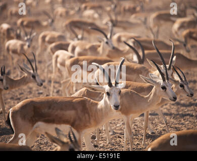 Gazellen. Arabian Wildlife im natürlichen Lebensraum Stockfoto