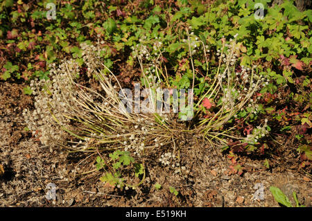 Grape hyacinth Stockfoto