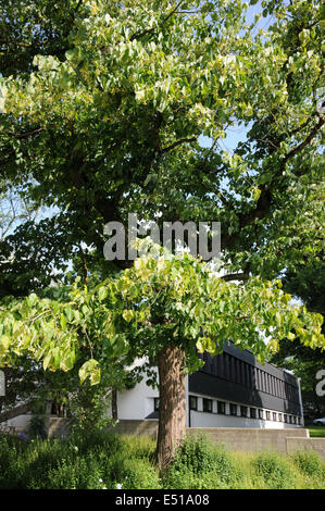 Amerikanische Linde Stockfoto