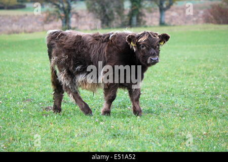 Baby Highland Kuh Portrait von Herbsttag Stockfoto