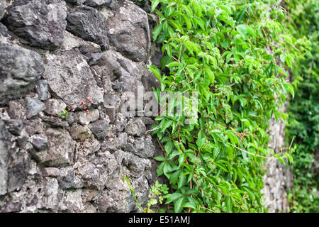 Trauben wachsen auf einer alten Steinmauer Stockfoto