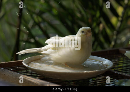 Kanarienvogel in Vögel Baden Stockfoto