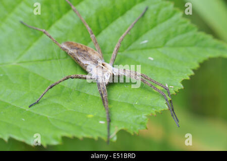 Pisaura mirabilis Stockfoto