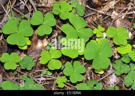 Oxalis Stockfoto