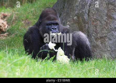 Essen Gorillas Stockfoto