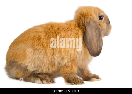 orangefarbene Kaninchen isoliert Stockfoto