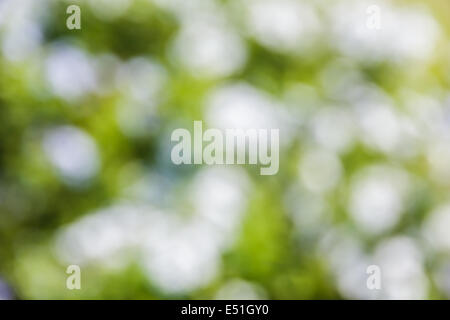 Natürlichen Bokeh weiß, grün, gelb, rosa, rot, lila, orange abstrakte hellen Hintergrund. Stockfoto