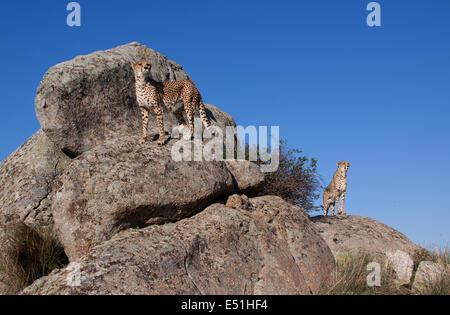 zwei Geparden auf einem Felsen Stockfoto