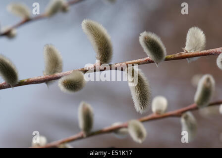 Lange-leaved Weide Stockfoto