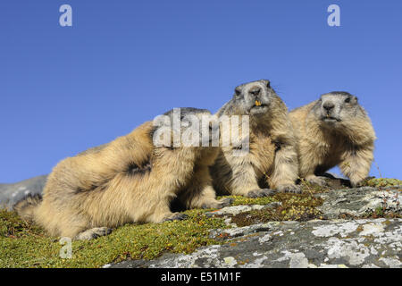 Murmeltiere, Österreich, Europa Stockfoto