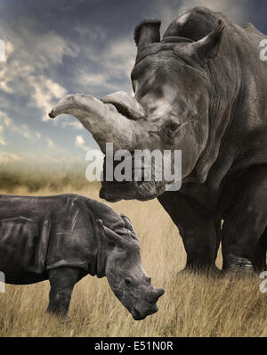 Mutter und Baby White Rhino Stockfoto