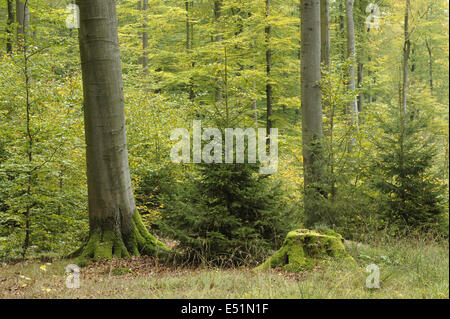 Buchenwald im Herbst, Spessart, Deutschland Stockfoto