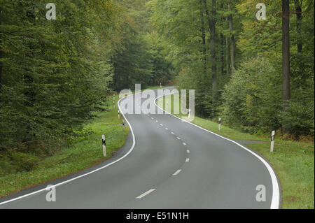 Straße durch Buchenwald, Deutschland Stockfoto