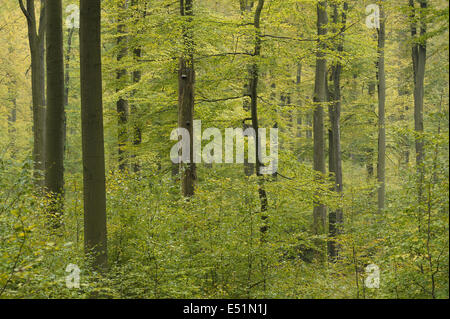 Buchenwald im Herbst, Spessart, Deutschland Stockfoto