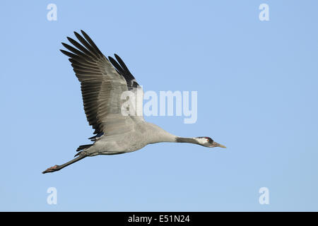 Kran, Grus Grus, Deutschland Stockfoto