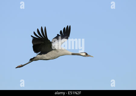 Europäischer Kranich Grus Grus Stockfoto