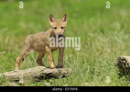 Junge europäische Wolf, Canis lupus Stockfoto