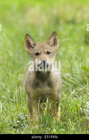 Junge europäische Wolf, Canis lupus Stockfoto