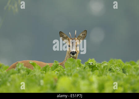 Rehbock in Zuckerrüben Feld, Deutschland Stockfoto