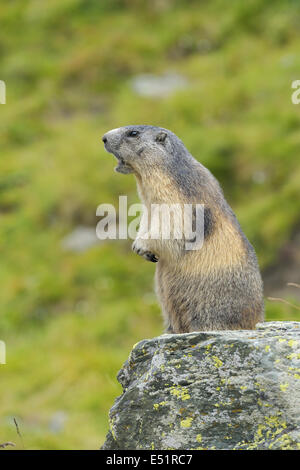 Murmeltier, Marmota Marmota, Österreich, Europa Stockfoto