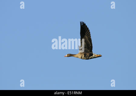 Weiß – Anser Gans, Deutschland Stockfoto