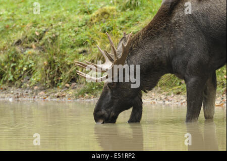 Europäischen Elch, Alces alces Stockfoto