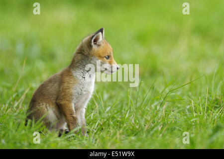 Junger Rotfuchs, Deutschland Stockfoto