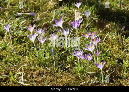 Woodland Krokusse Stockfoto