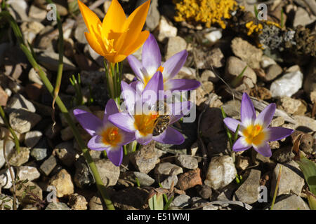 Woodland Krokusse Stockfoto