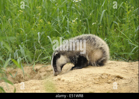 Europäischer Dachs, Meles Meles, Deutschland Stockfoto