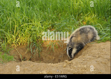 Europäischer Dachs, Meles Meles, Deutschland Stockfoto