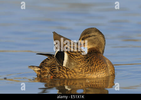 Stockente, Weiblich, Deutschland Stockfoto