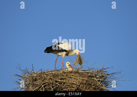 Weißstörche auf ihrem Nest, Deutschland Stockfoto