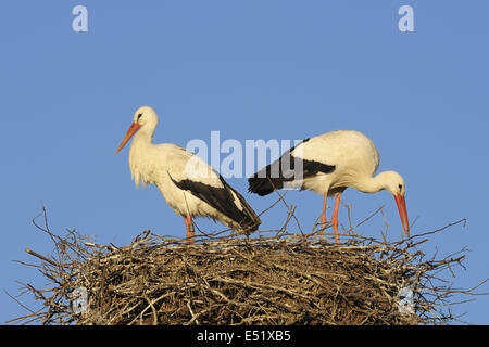 Weißstörche auf ihrem Nest, Deutschland Stockfoto