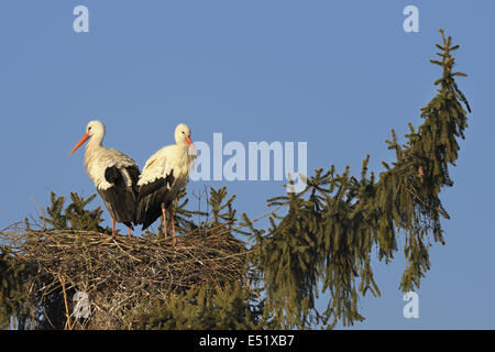 Weißstörche auf ihrem Nest, Deutschland Stockfoto