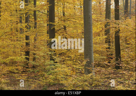 Buchenwald im Herbst, Deutschland Stockfoto