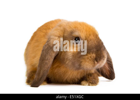 Kaninchen, isoliert auf weiss Stockfoto